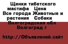 Щенки тибетского мастифа › Цена ­ 80 - Все города Животные и растения » Собаки   . Волгоградская обл.,Волгоград г.